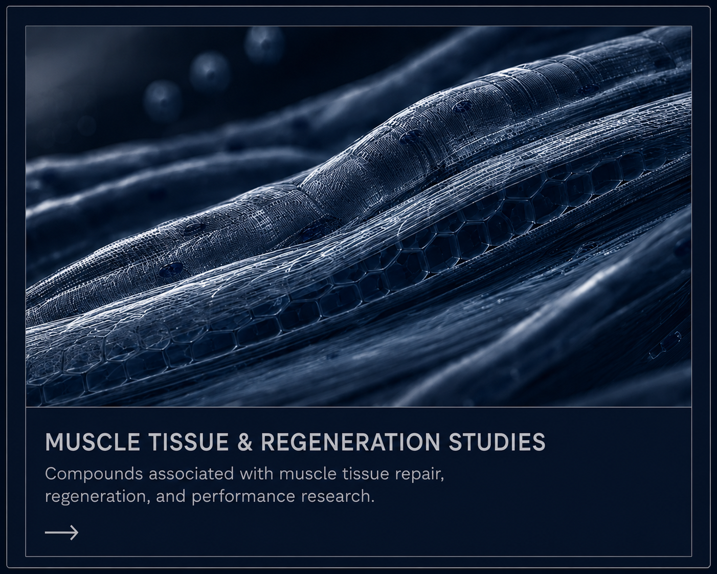 Muscle Tissue & Regeneration Studies